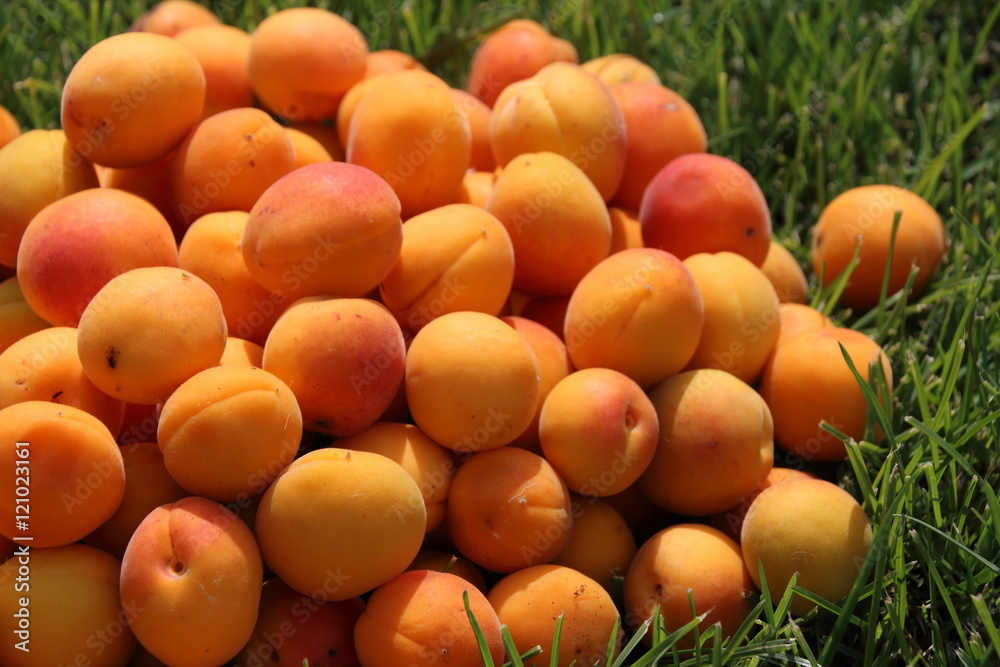 Ripe apricots heap on the mown lawn in the summer garden