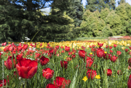 Yellow and red tulips on island Mainau  Lake of Constance  Germany