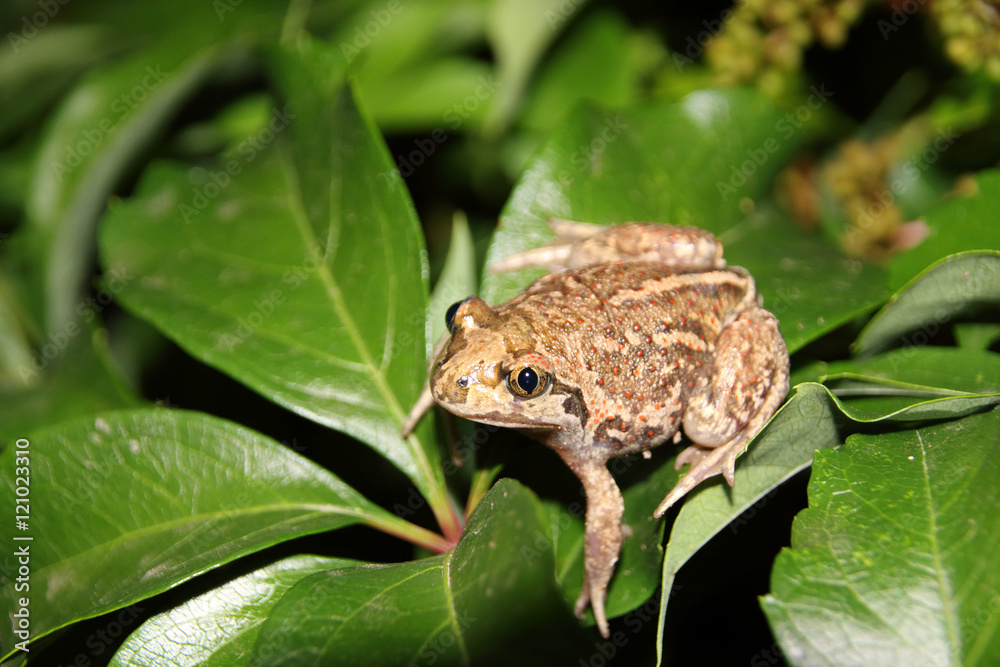 Common spadefoot (Pelobates vespertinus Pallas, 1771) on the leaves of virginia creeper (Parthenocissus quinquefolia var. murorum) in the night summer garden Common spadefoot (Pelobates vespertinus Pallas, 1771) on the leaves of virginia creeper (Parthenocissus quinquefolia var. murorum) in the night summer garden