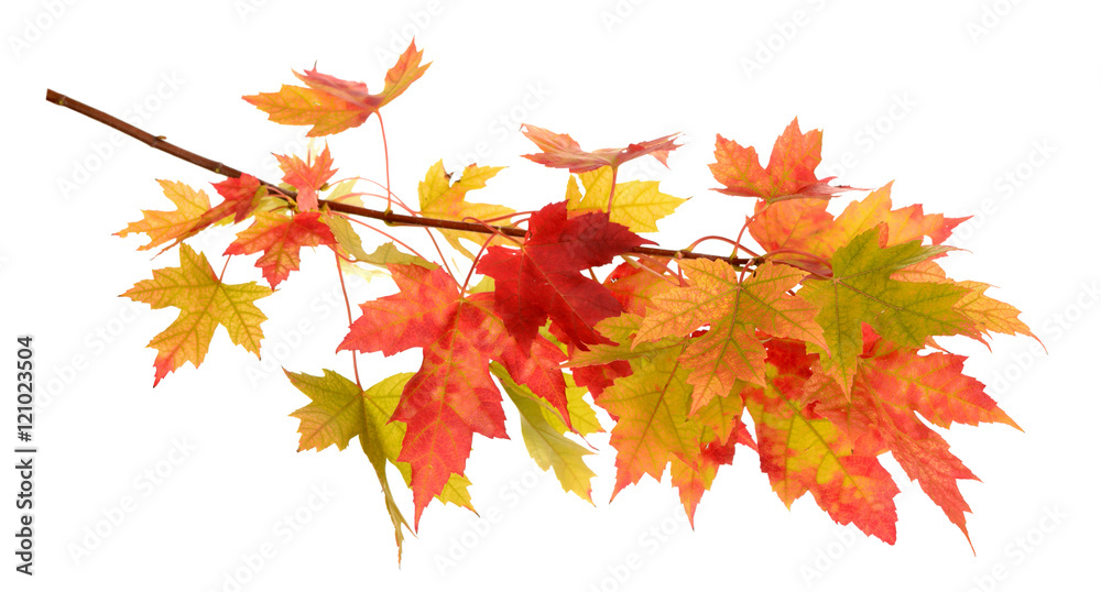 Obraz premium maple leaf