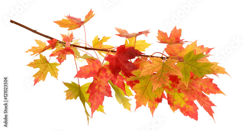 Valokuva maple leaf