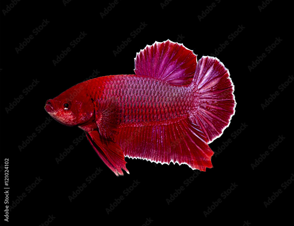 siamese fighting fish, betta fish isolated on black siamese fighting fish, betta fish isolated on black