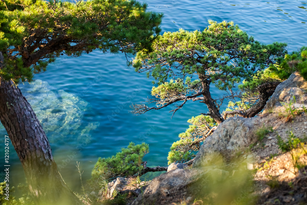 Pine-tree on a rock at the sea