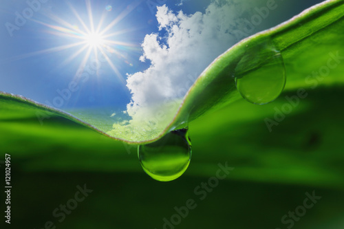 Fotótapéta sunlight eco background with sky and dew drops on green grass le