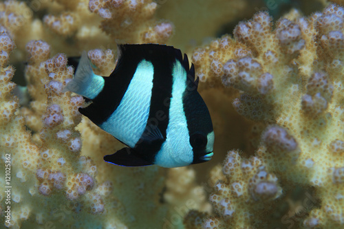 Humbug damselfish