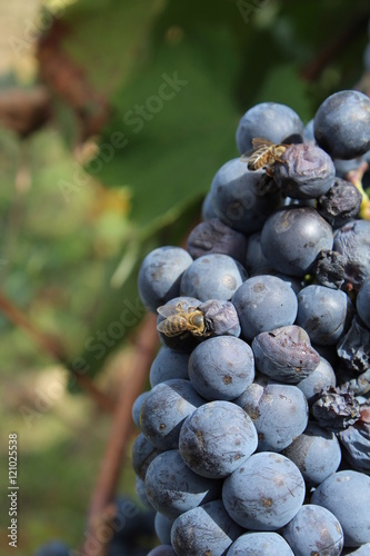 bee sucks nectar from grapes