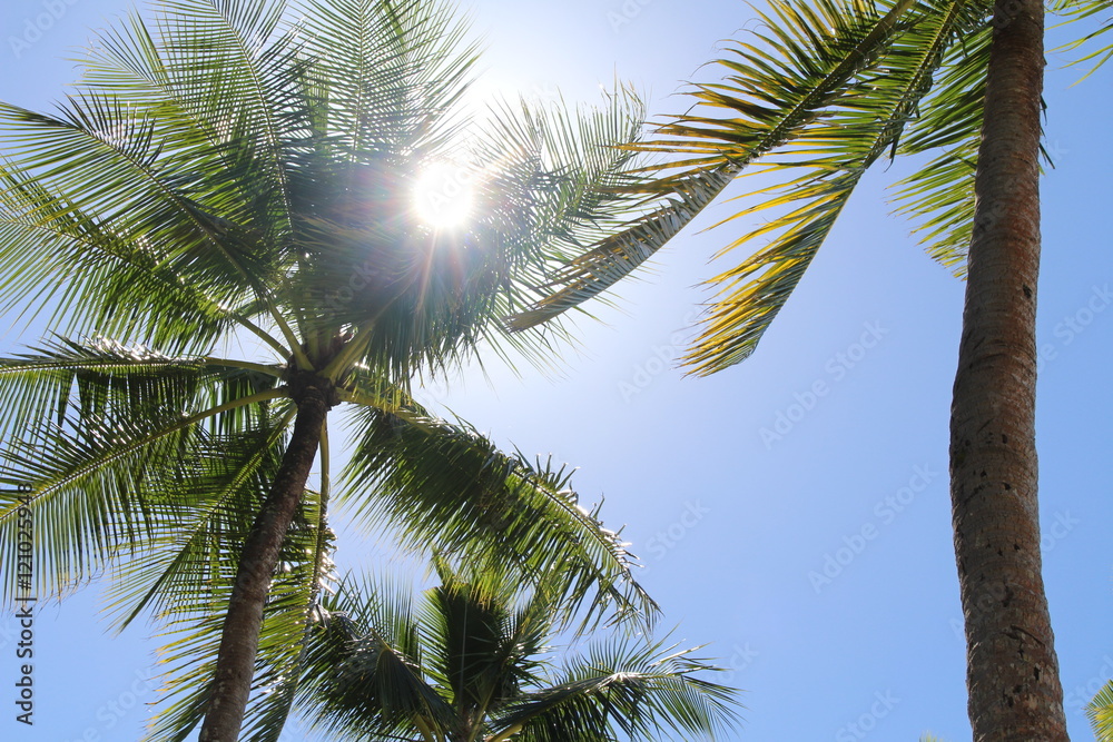 パラオのギラギラの太陽とヤシの木 Stock Photo Adobe Stock パラオのギラギラの太陽とヤシの木 Stock Photo Adobe Stock
