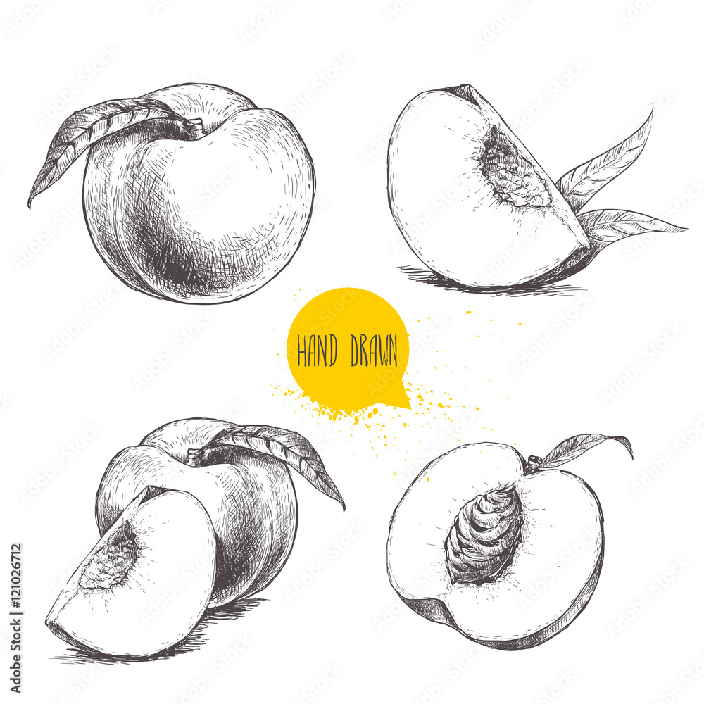Hand drawn sketch style peach fruit set. Vintage eco food vector illustration. Ripe peach, peach