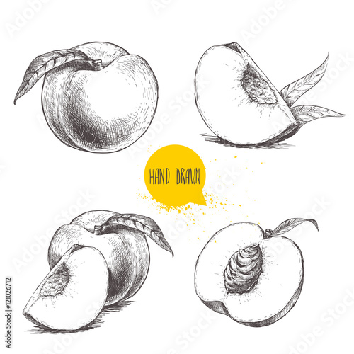 Obraz na plátně Hand drawn sketch style peach fruit set