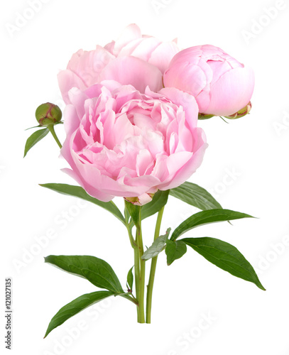 Fototapeta Naklejka Na Ścianę i Meble -  peony