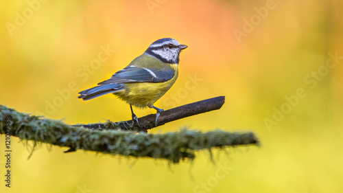 Blue tit with autumn coored background