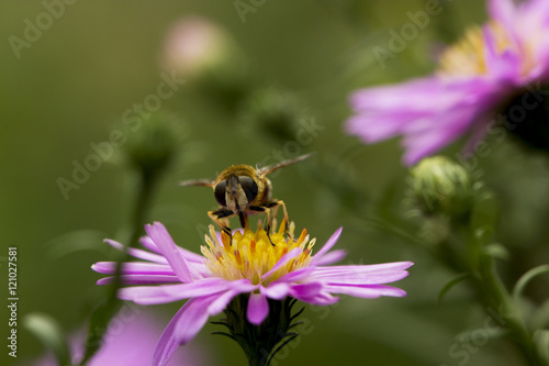 abeille sur aster 