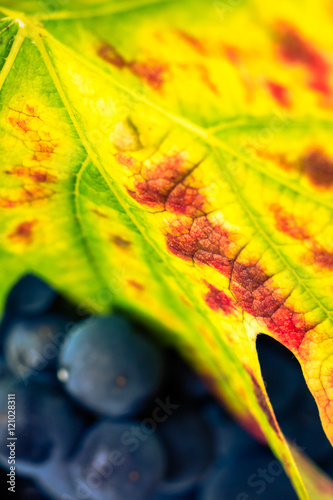 raisins prêts pour les vendanges photo