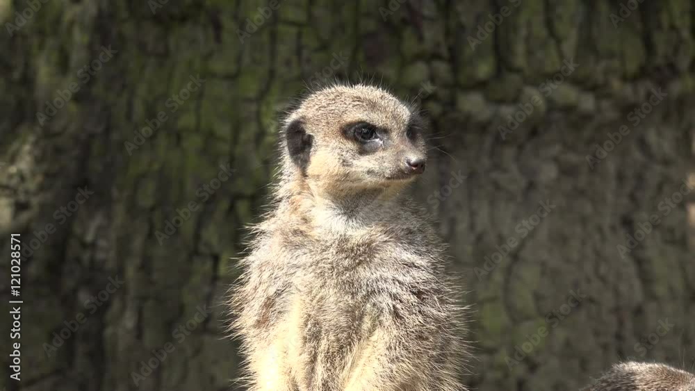 Portrait of captive meerkat stands looking Portrait of captive meerkat stands looking