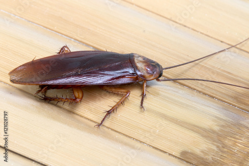 Cockroache on bamboo background.