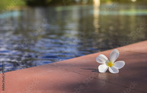 white franjipani plumeria near swimming pool,light from sun,selective focus,light effect added