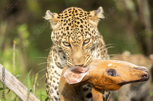 Leopard with the prey