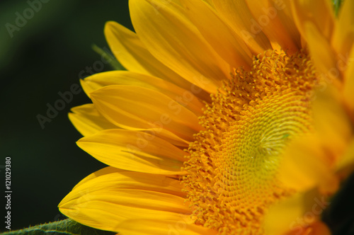 Sunflower closeup background and texture  