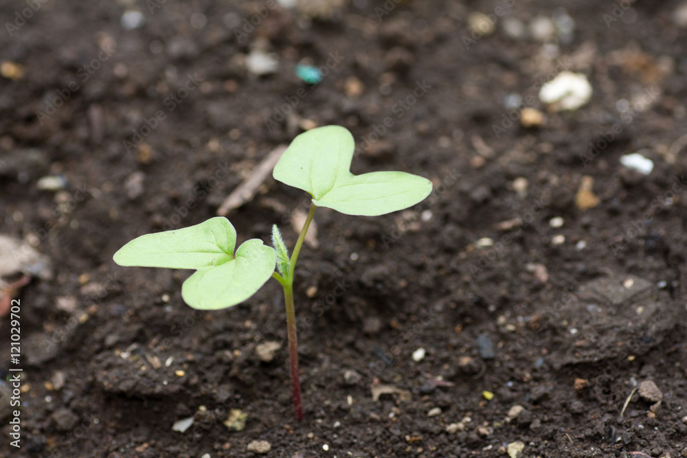 Fresh young cotyledon Fresh young cotyledon