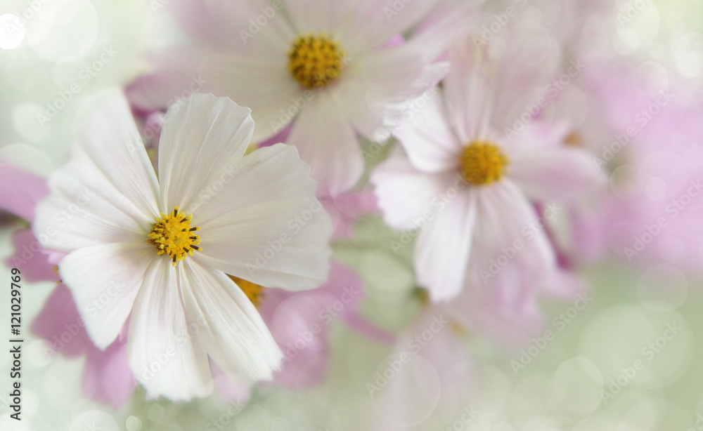 Fototapeta premium garden, autumn flowers closeup. Gentle, pastel colors. selective