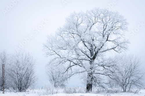 Wallpaper Mural Frozen tree in snowy foggy field Torontodigital.ca