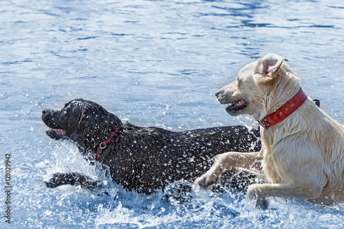 Labrador dogs enjoying water