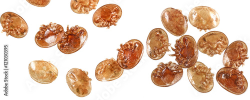Varroa destructor bee parasite - microscope photo photo