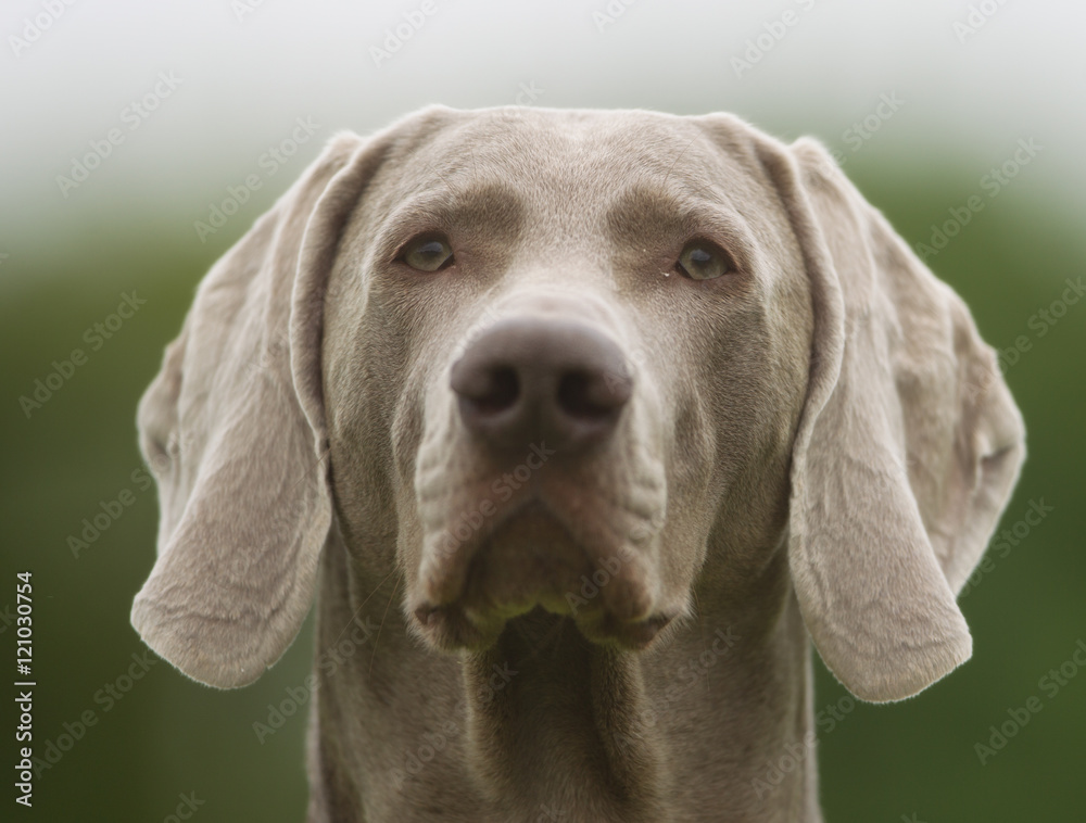 Purebred Weimaraner dog outdoors in nature Purebred Weimaraner dog outdoors in nature