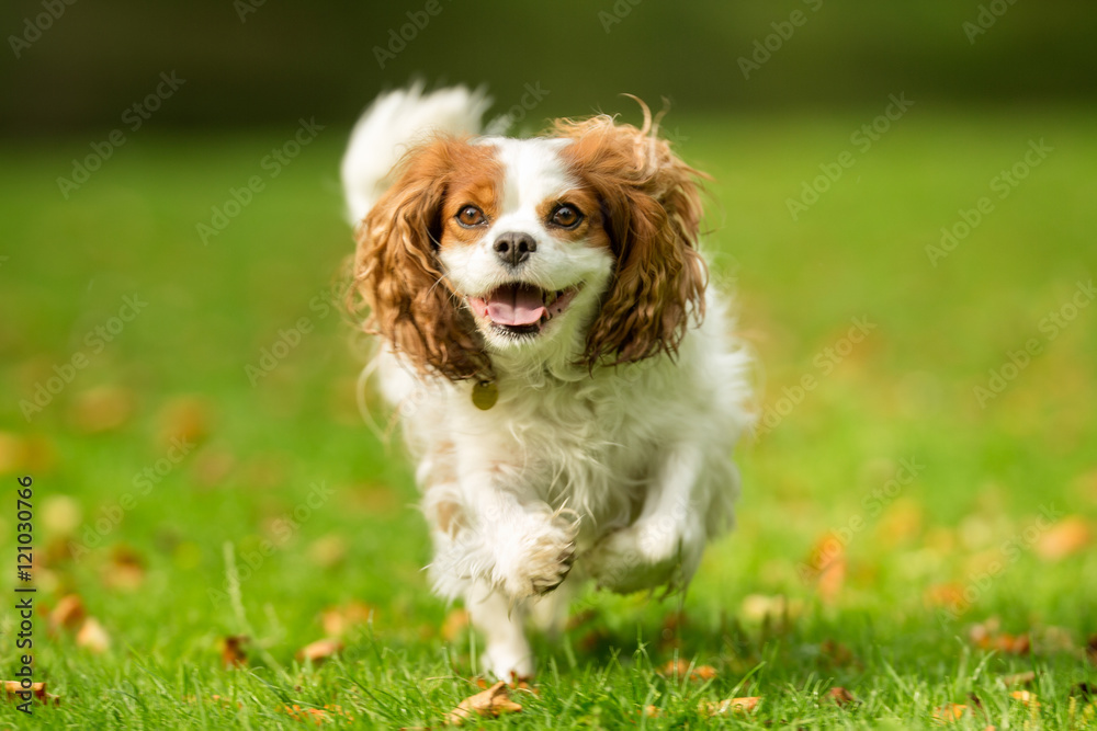Happy Dog on Grass