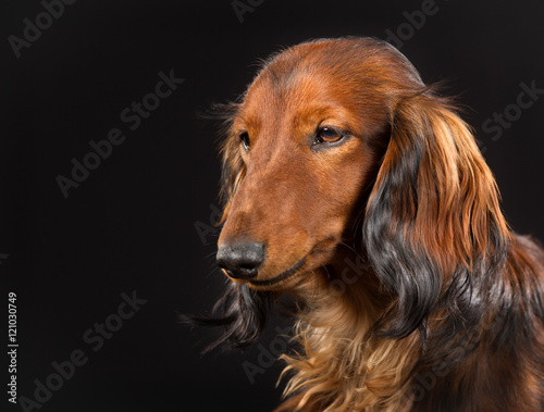 Longhaired dachshund