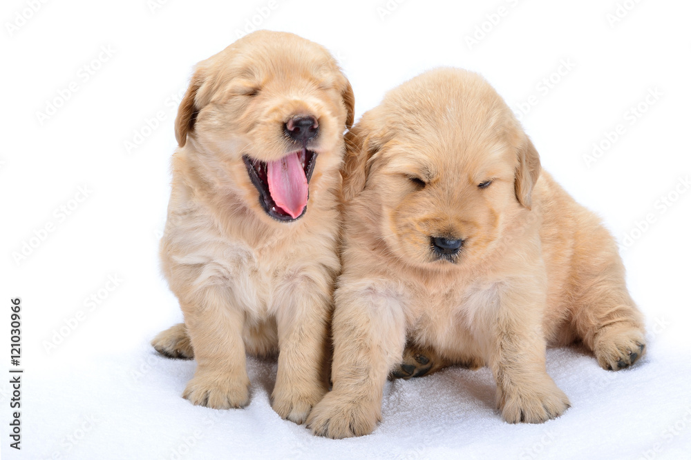 Puppy Puppy