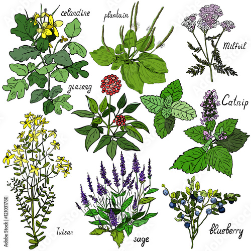 Set of vector images of medicinal plants