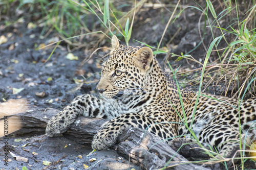 Photography Leopard cub