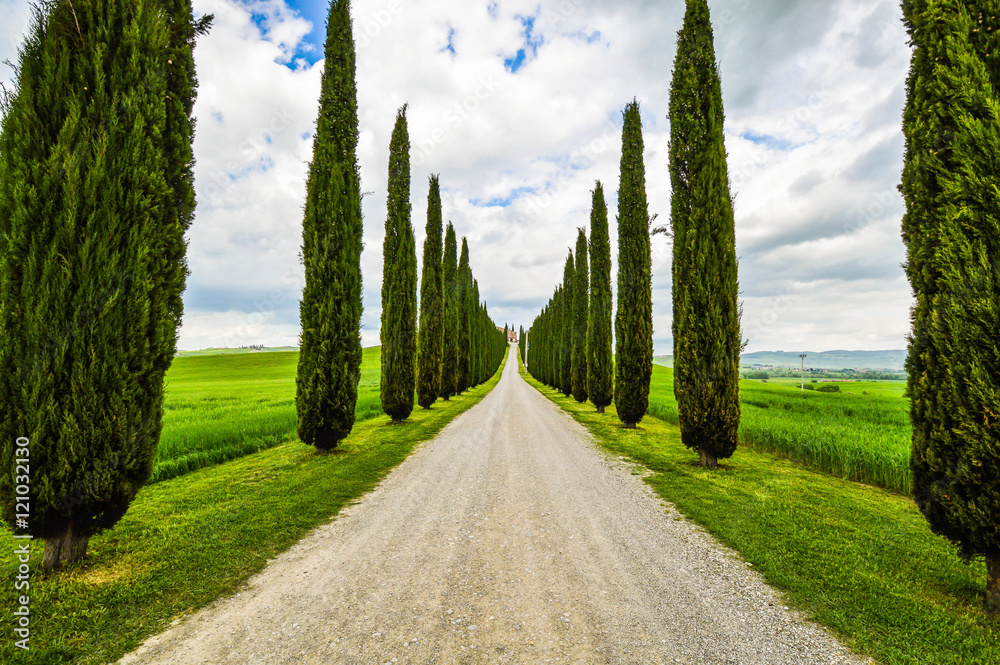 Tree lined road, Val D'Orcia, Siena, Tuscany, Italy