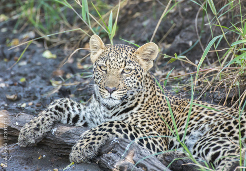 Photography Leopard cub