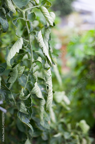 Curly leaves on tomato tree by a plethora of nitrogen