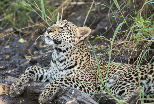 Photography Leopard cub