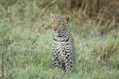 Canvas Print Leopard cub