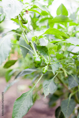 Young green bell peppers on farm