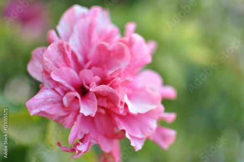 Blooming tree with pink flowers in soft focus. Beautiful flowers background.