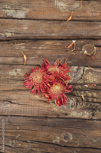 Fototapeta Naklejka Na Ścianę i Meble -  Small dried flowers