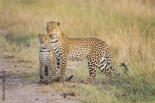 Sticker Leopard and leopard cub