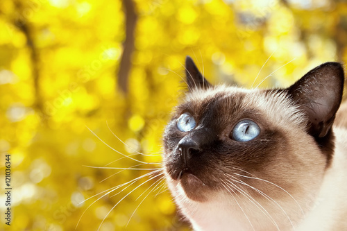 Portrait of a Siamese cat on a yellow autumn background. photo