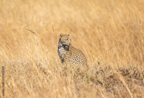 Photography Leopard cub