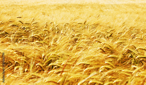 Kornfeld