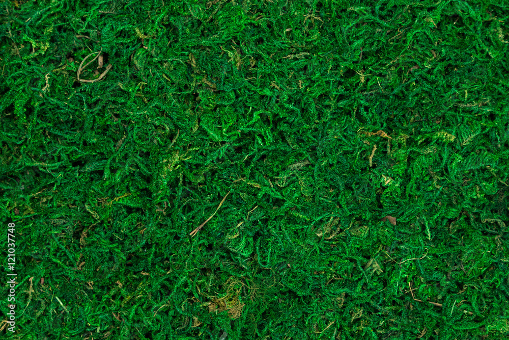 Natural texture of dry green moss Natural texture of dry green moss