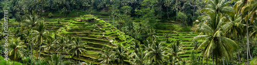 Rizières en terrasse de Tegalalang, Bali, Indonésie