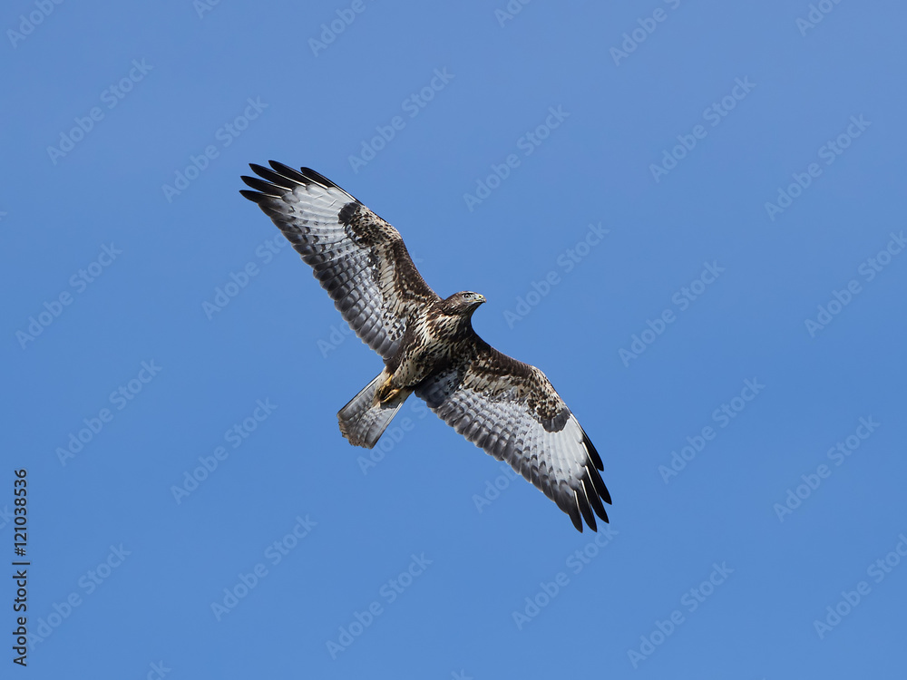 Obraz premium Common buzzard (Buteo buteo)