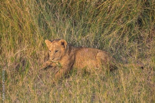 Photography Playing lion cub