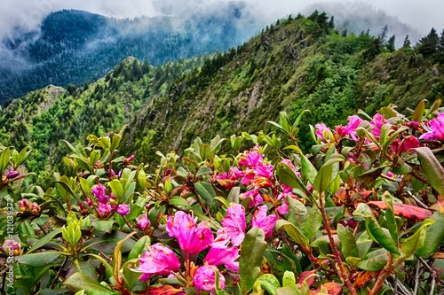 Photography scenes along appalachian trail in great smoky mountains